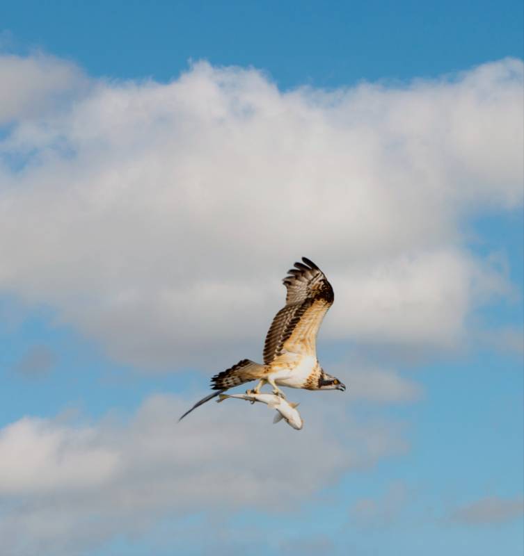 鷹擊長空 魚翔淺底
