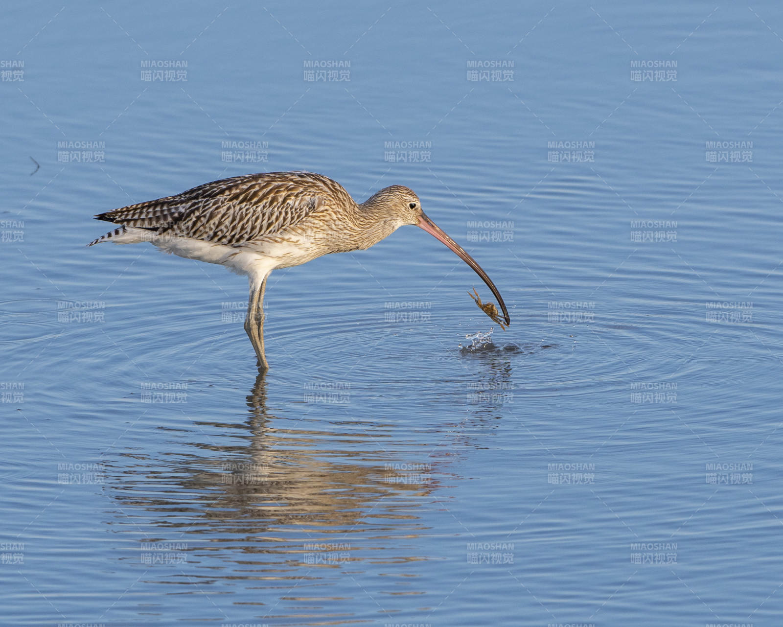 鳥兒水中覓食