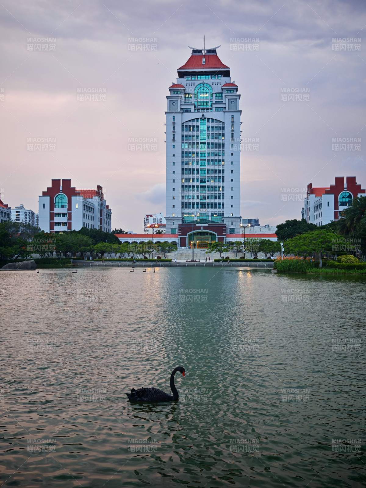 湖畔黑天鵝與廈門大學高樓