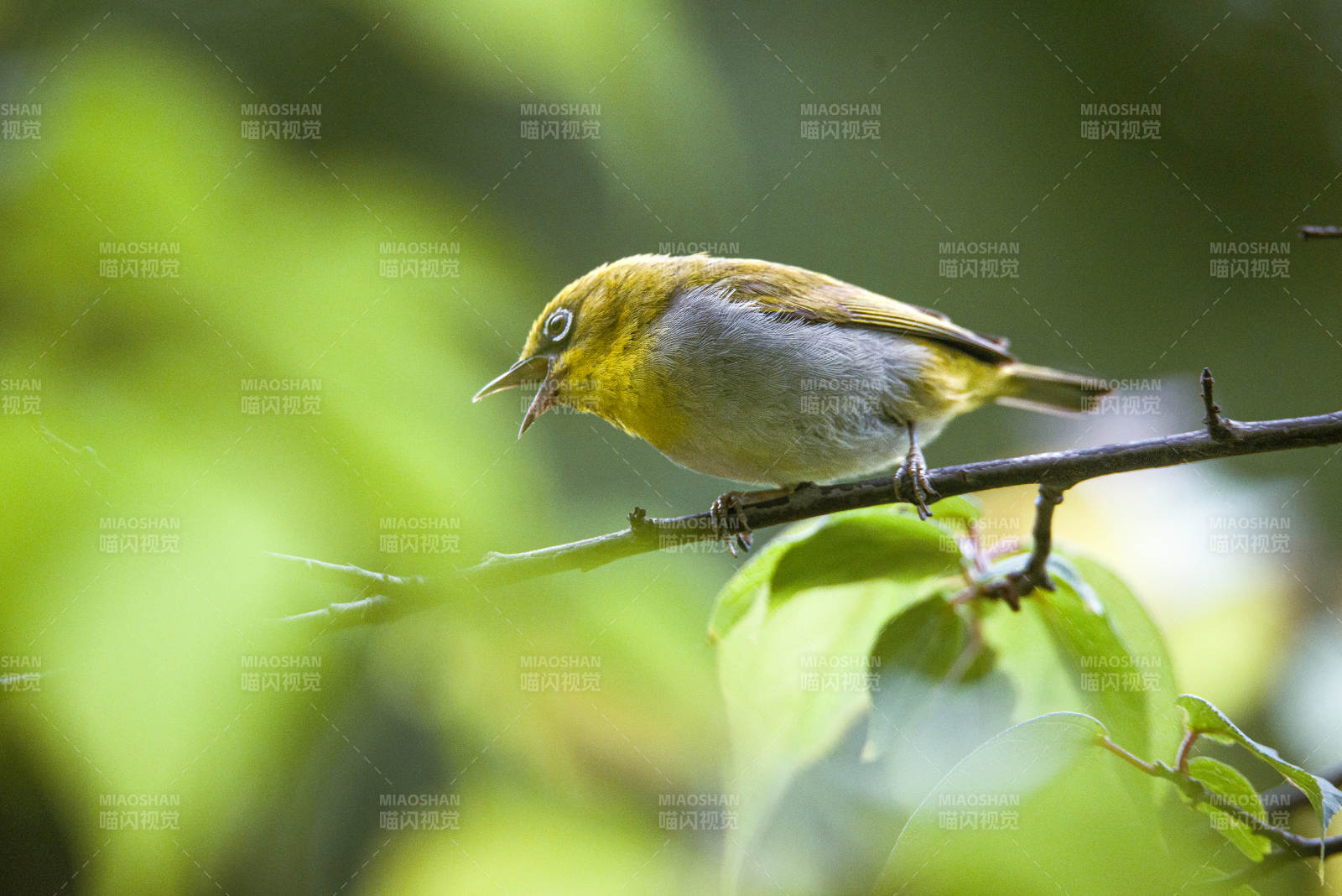 小鳥棲息在樹枝上