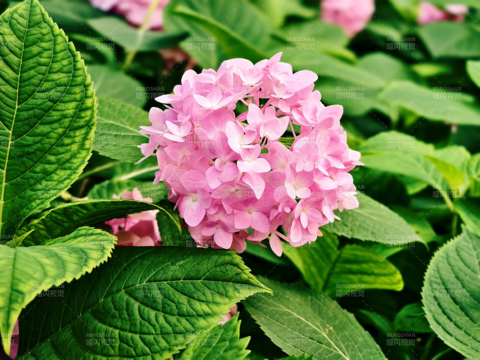 粉色繡球花