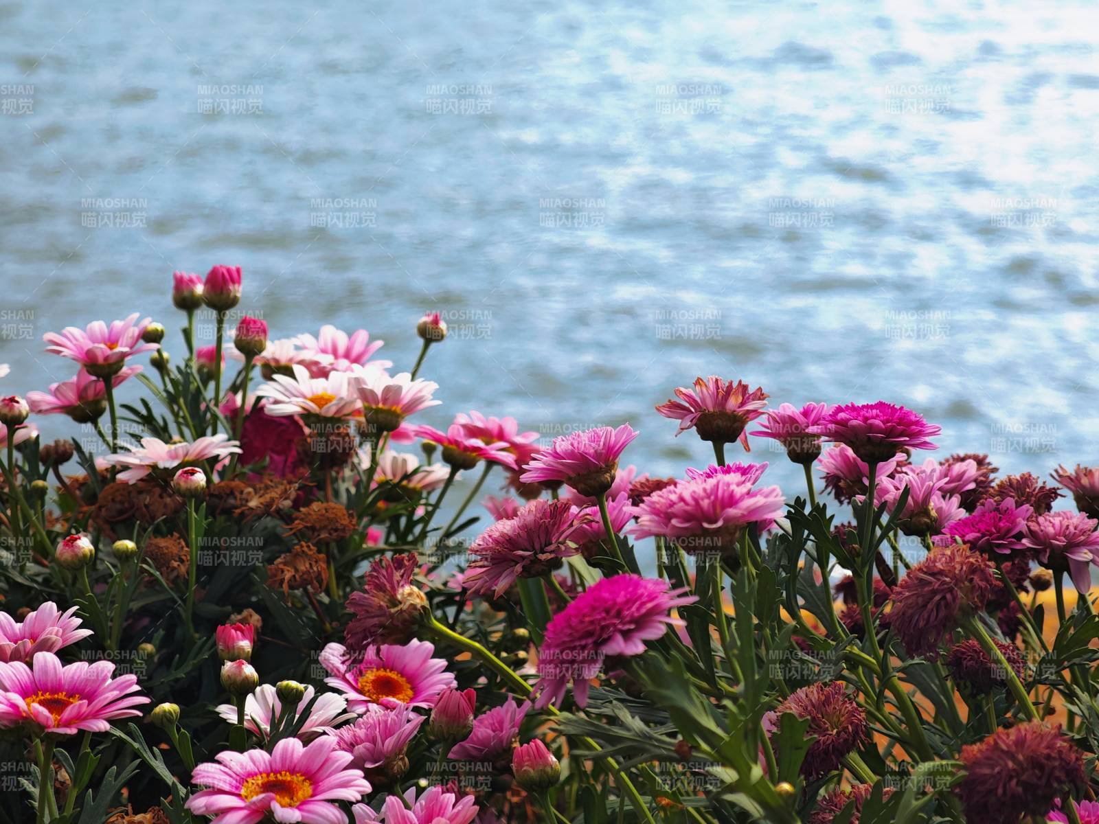 湖畔粉花盛開(kāi)