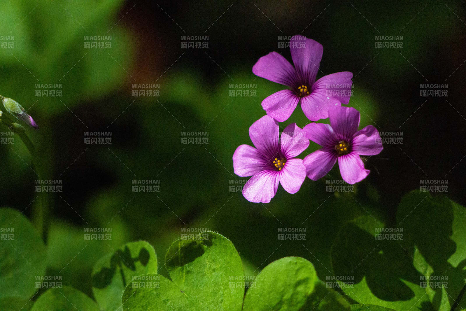 紫色花朵與綠葉