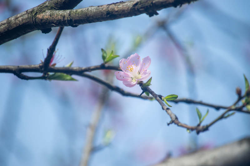 春日桃花綻放