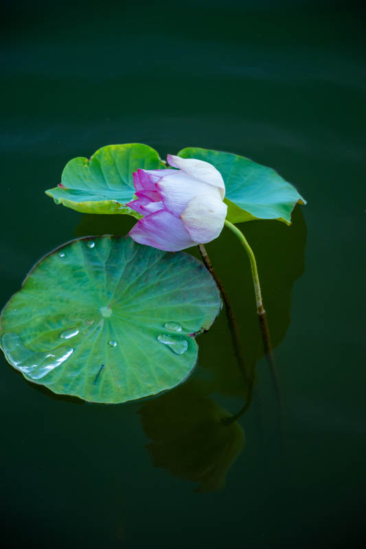 水中蓮花