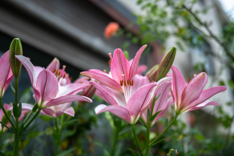 粉色百合花