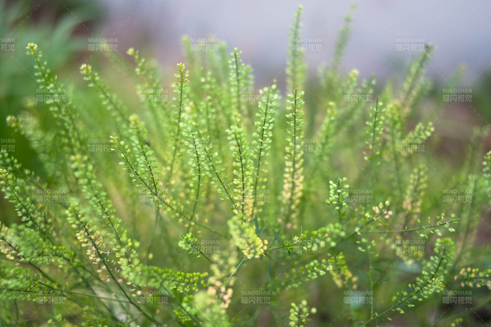 綠色植物特寫