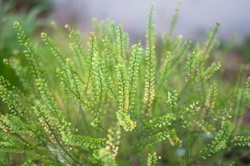 绿色植物特写