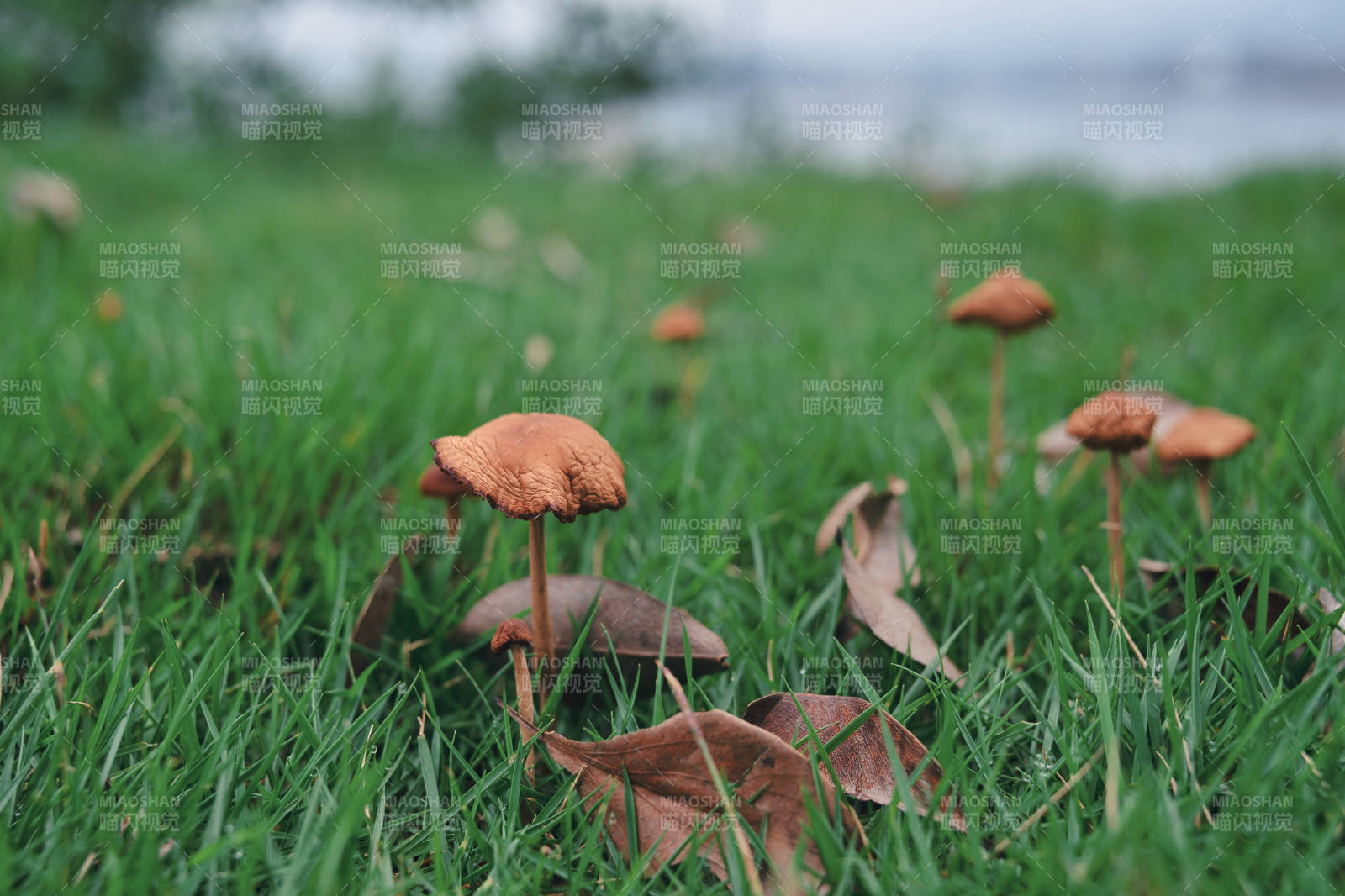 草間蘑菇秋意濃