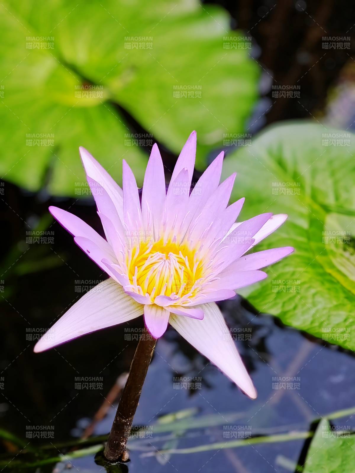 池中紫蓮