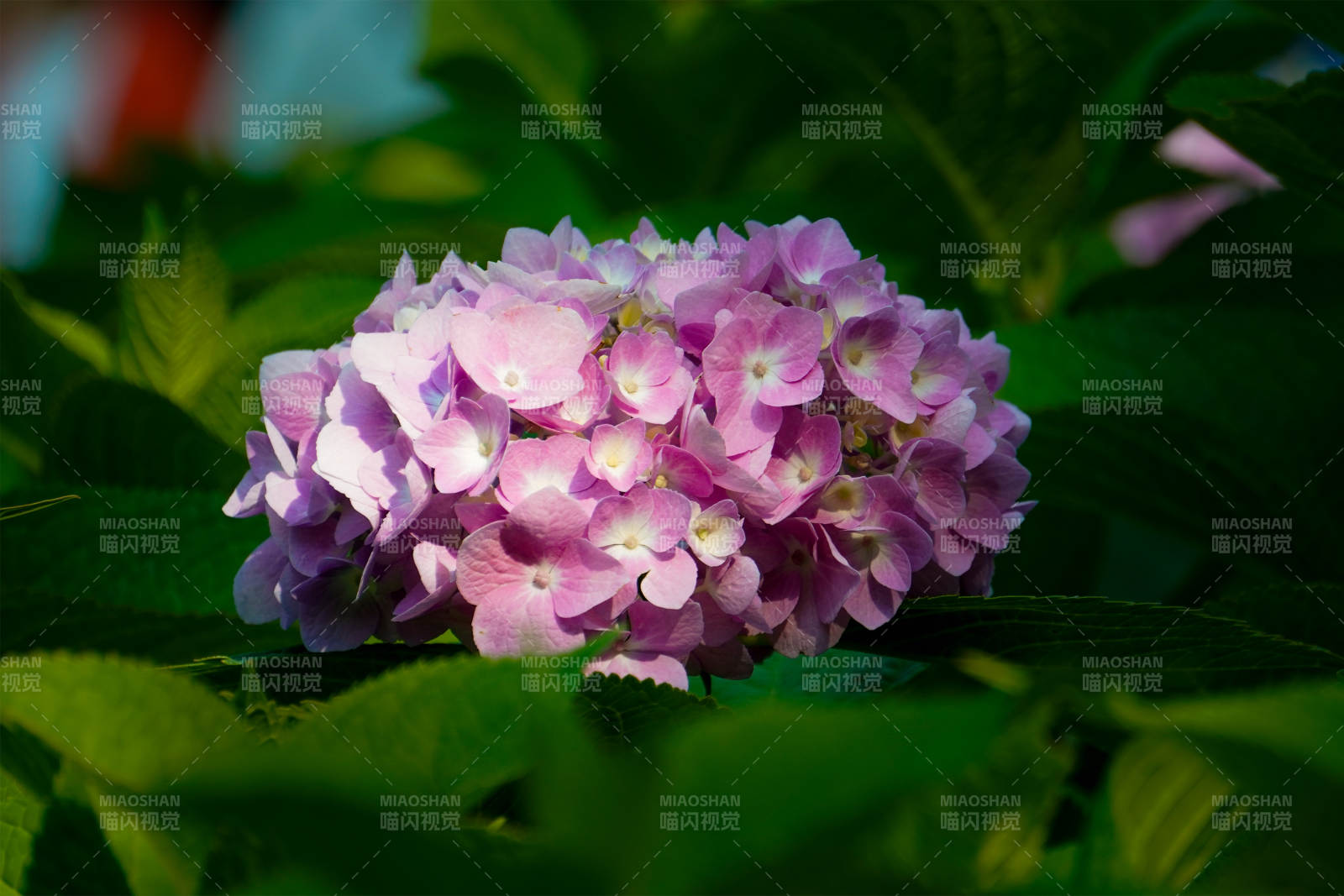 粉色繡球花