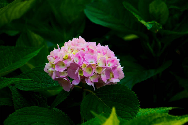 粉色繡球花