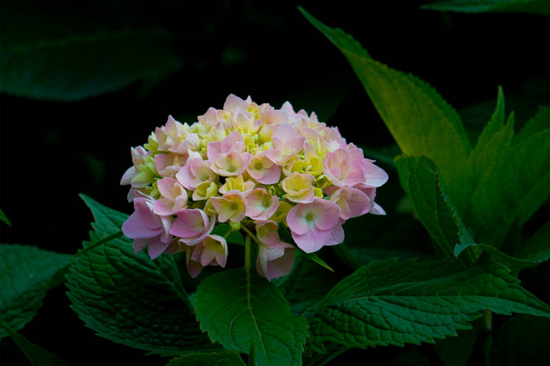 粉色繡球花