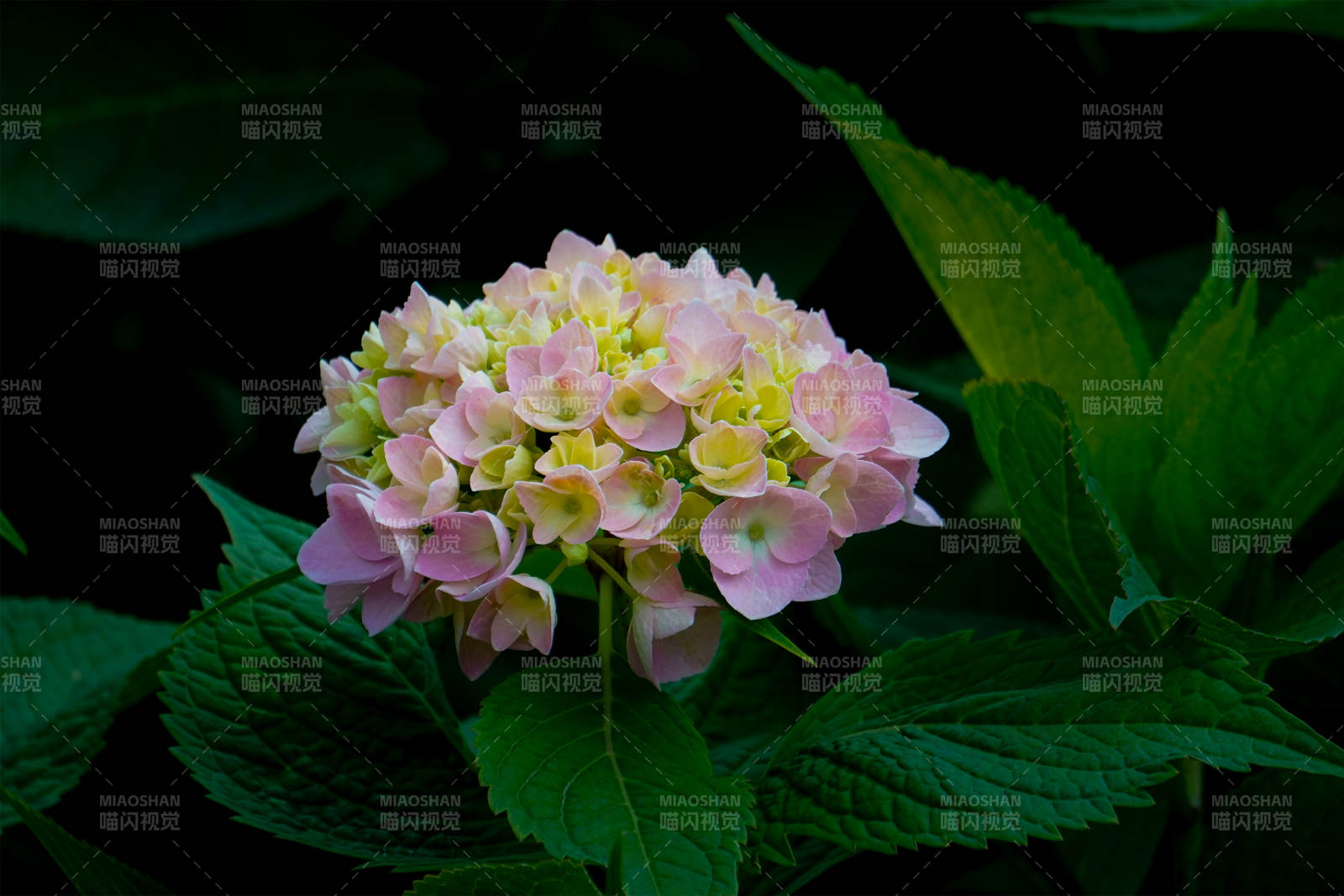 粉色繡球花