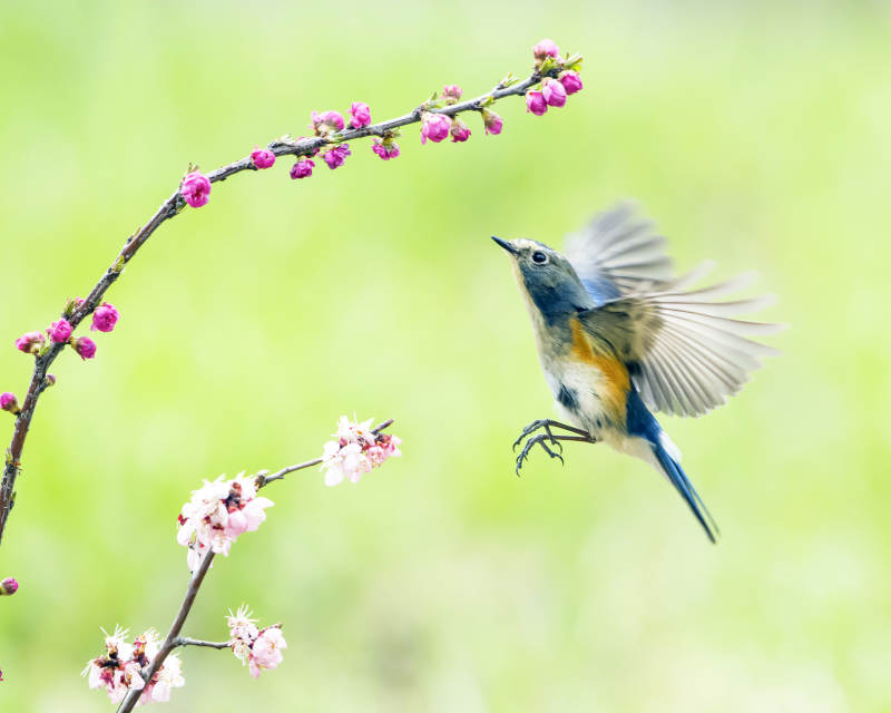 鳥兒與春花共舞