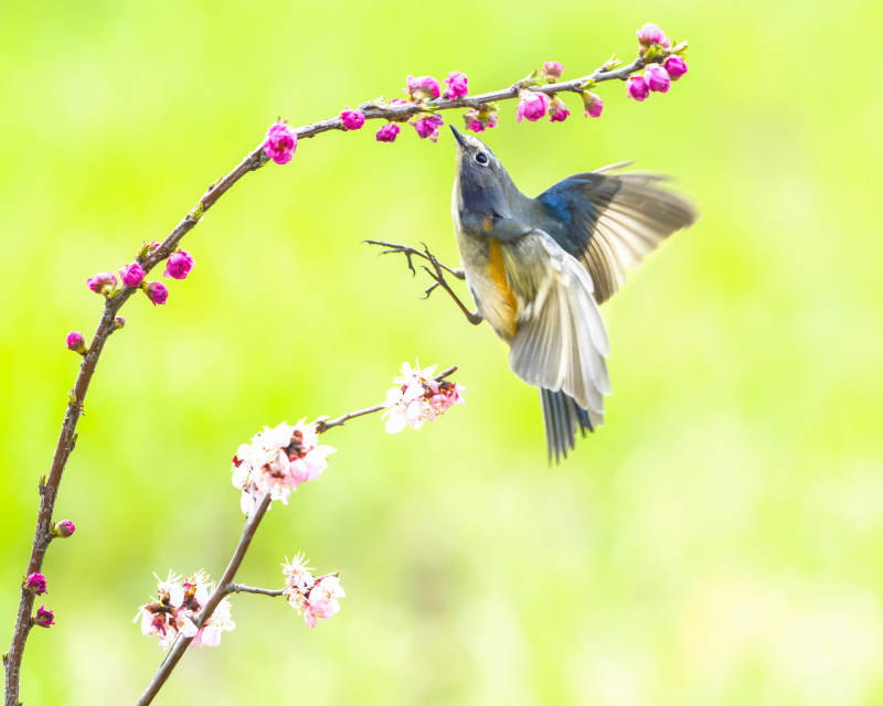 鳥兒與花的美麗瞬間