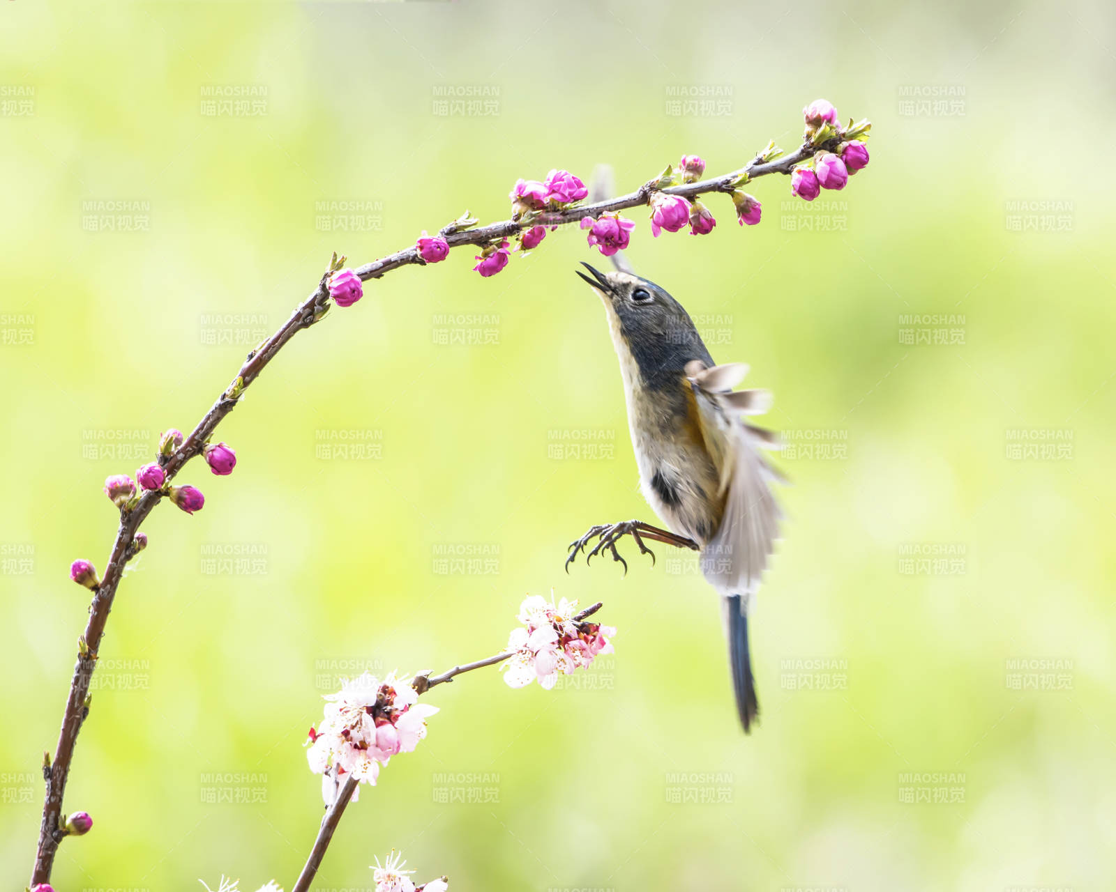 鳥兒躍上花枝
