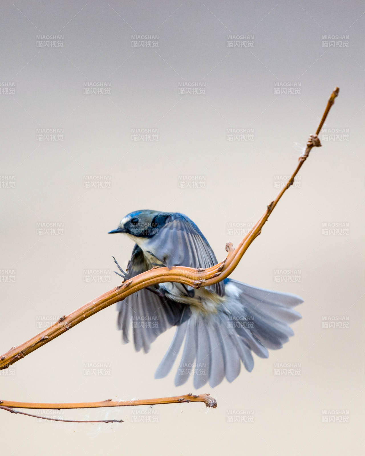 藍鳥展翅棲枝頭
