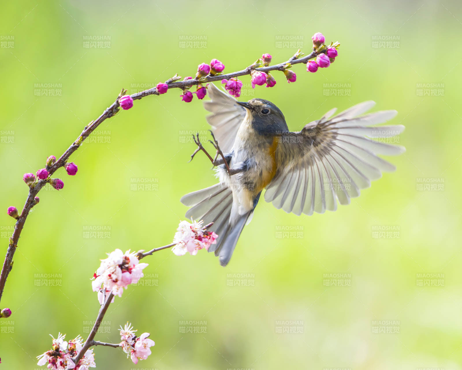 鳥兒飛越花枝