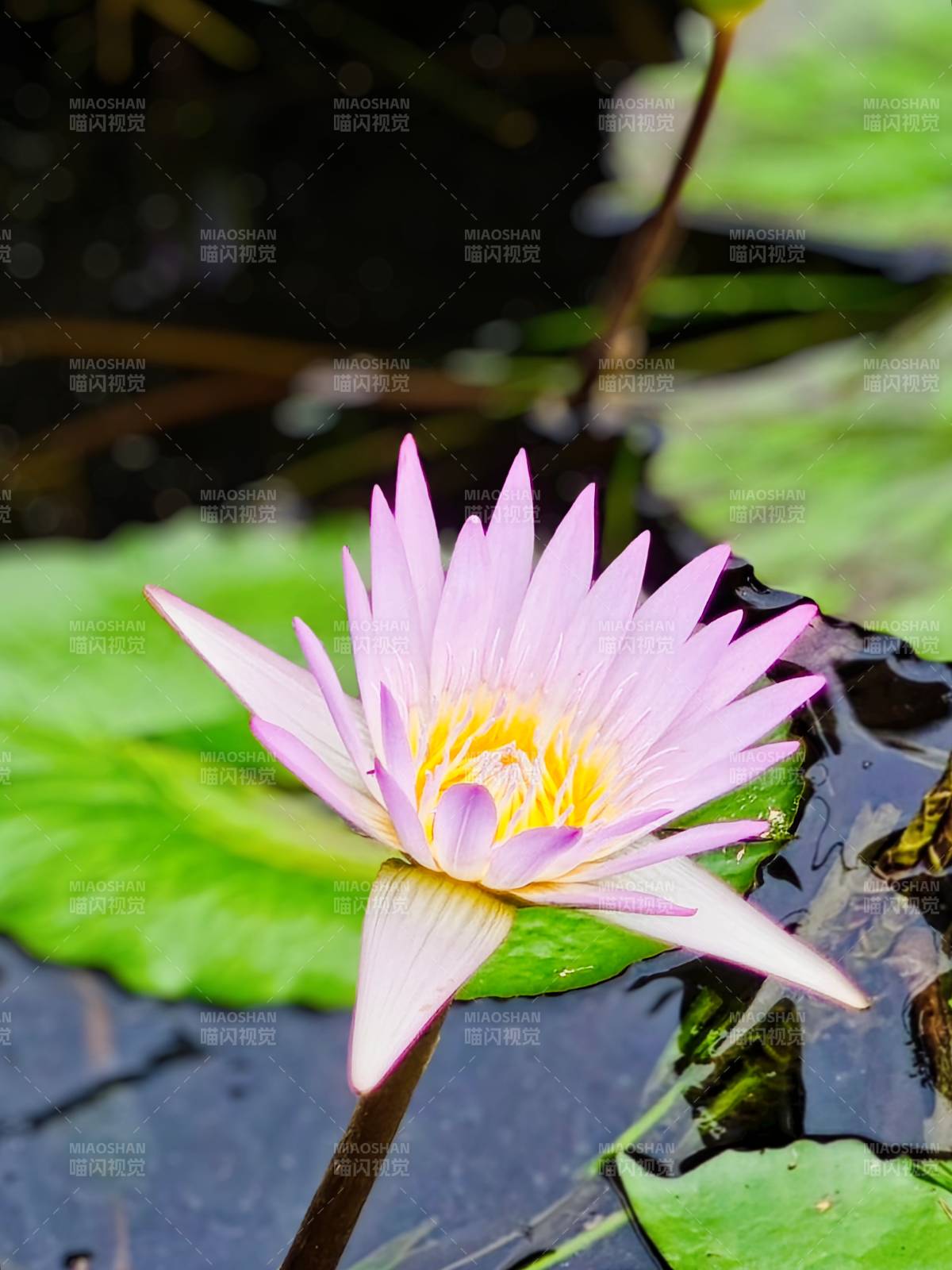 池中紫蓮