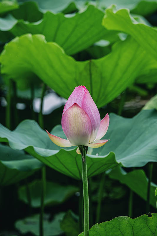 荷花初綻
