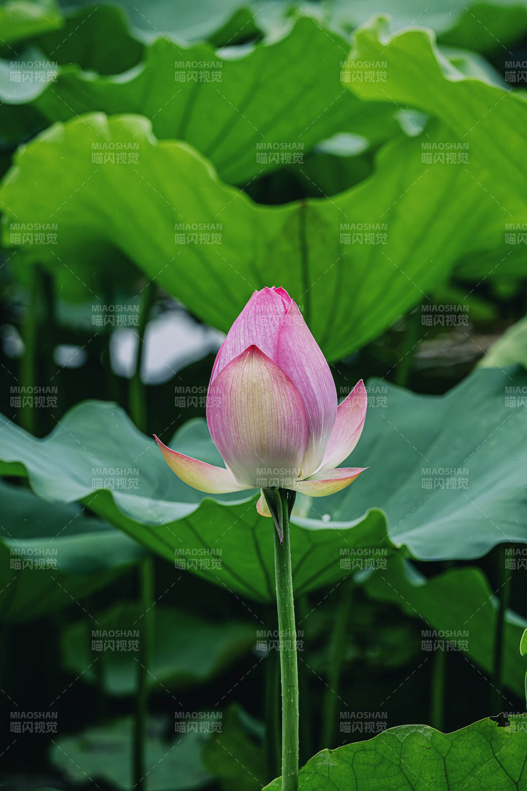 荷花初綻