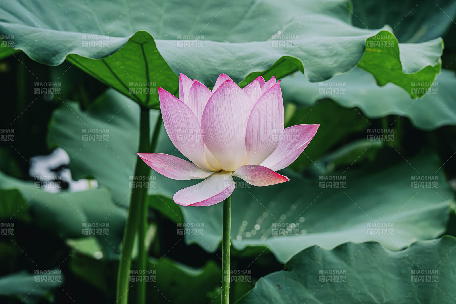池塘中的粉紅蓮花