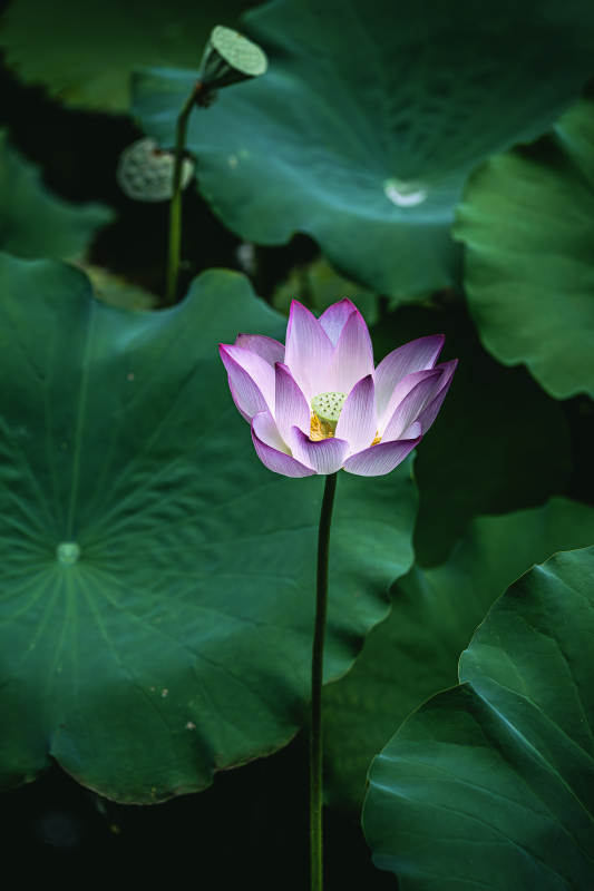 荷花獨秀