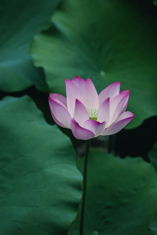 池中獨秀 蓮花