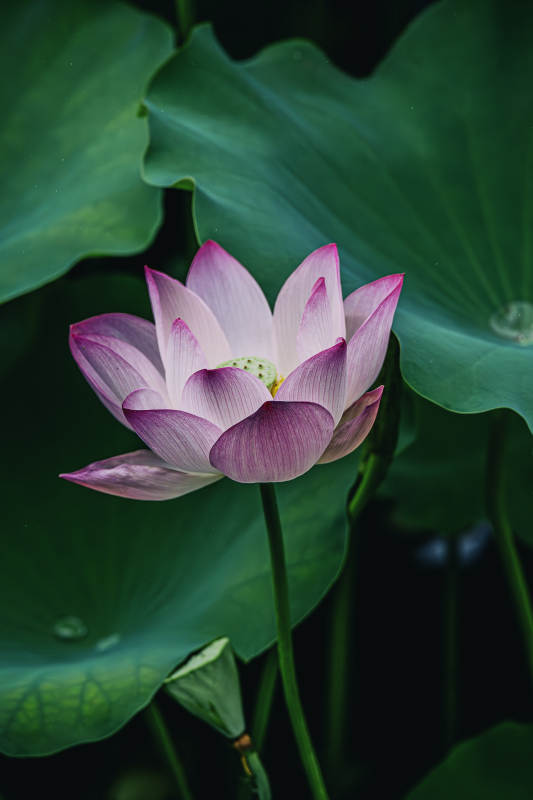池塘中的粉紅蓮花