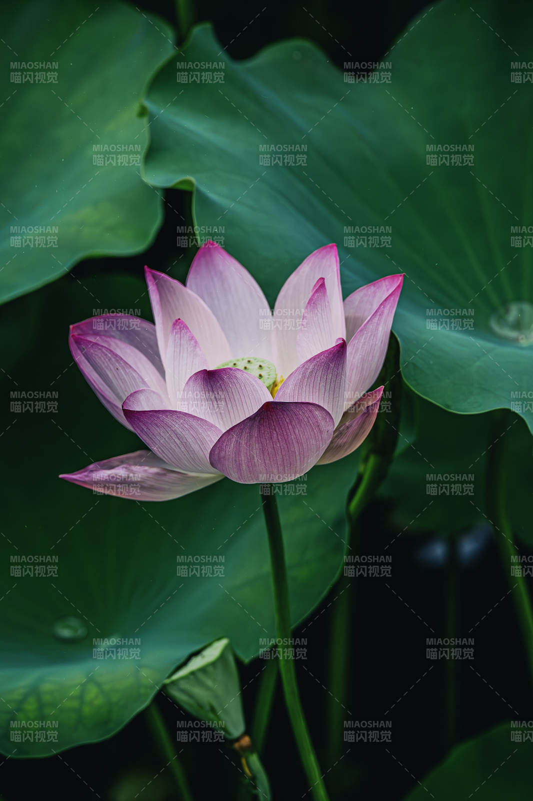 池塘中的粉紅蓮花