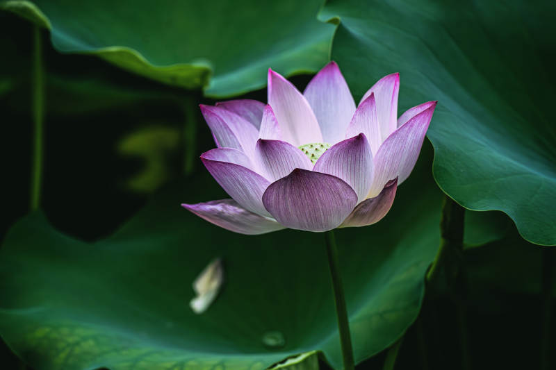 池塘中的蓮花