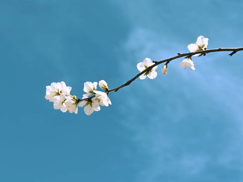 春日花開