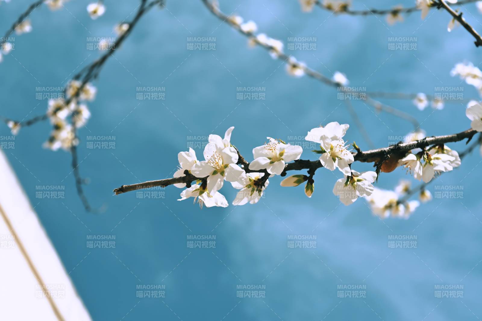 春日花開(kāi)