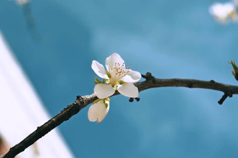 春日花開