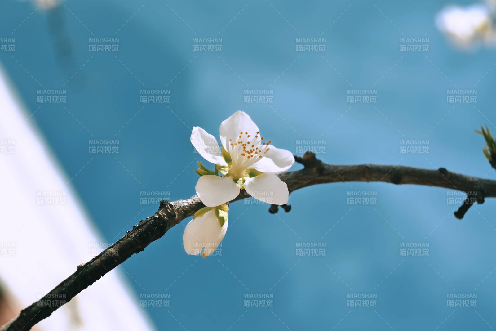 春日花開