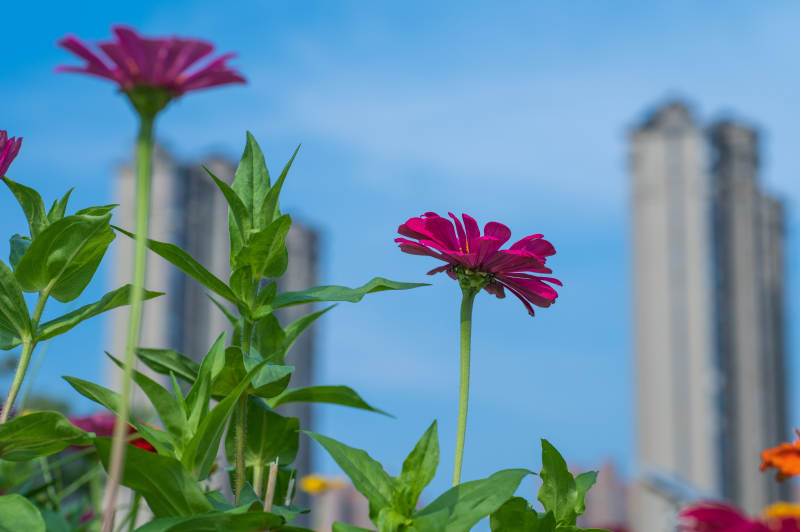 城市花影