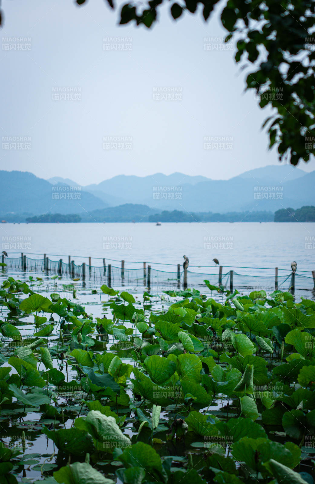 西湖荷花與遠山