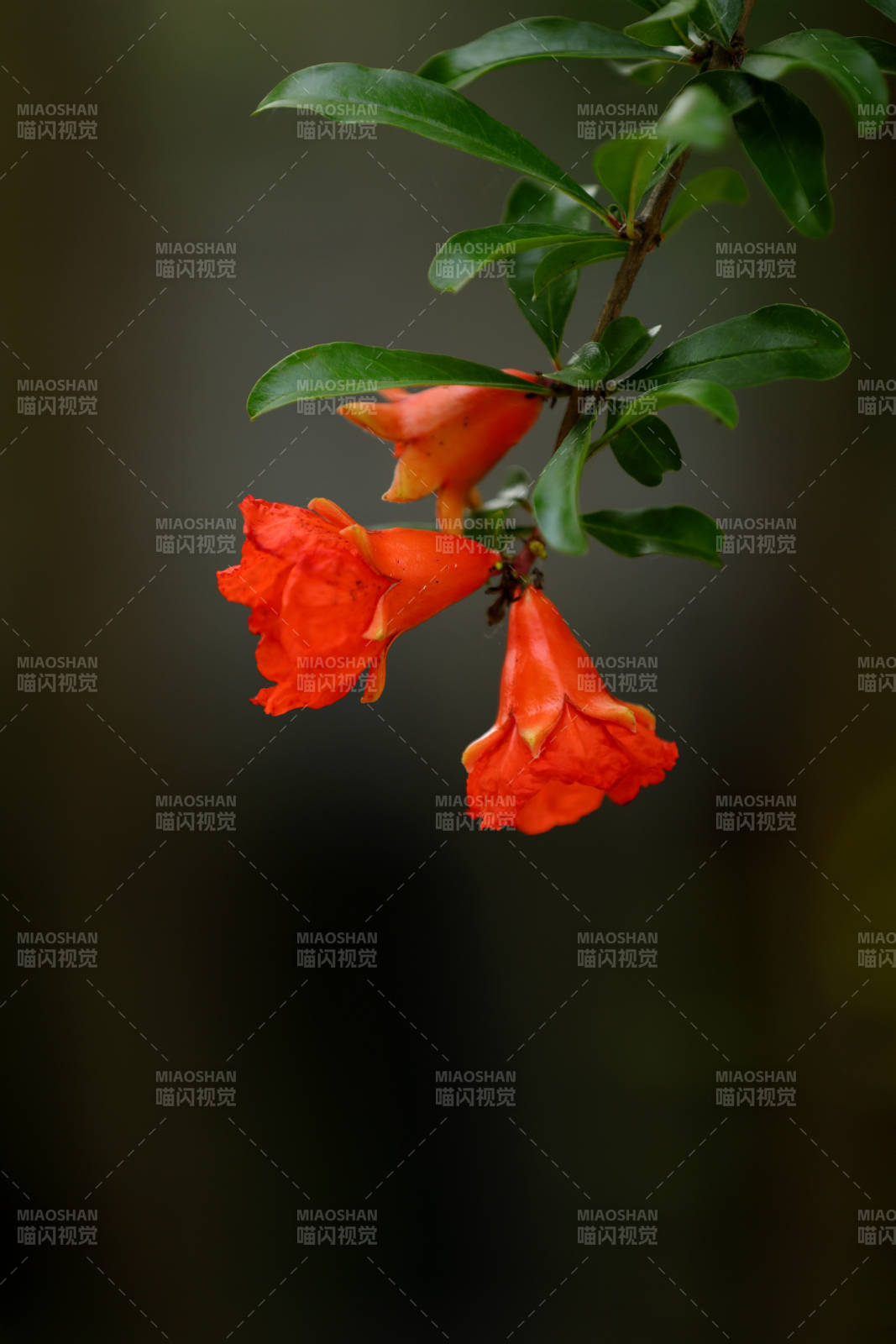 石榴花開(kāi)