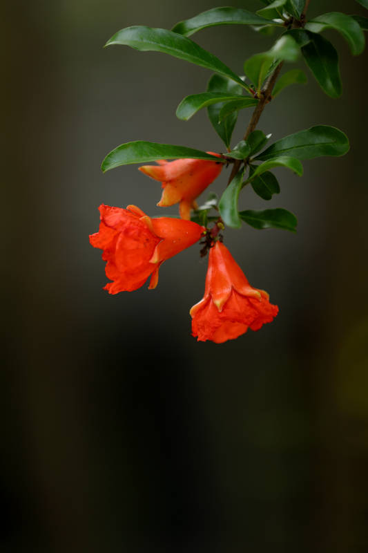 石榴花開