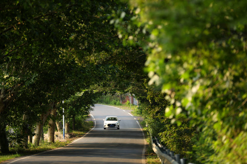 林蔭道上的白色汽車