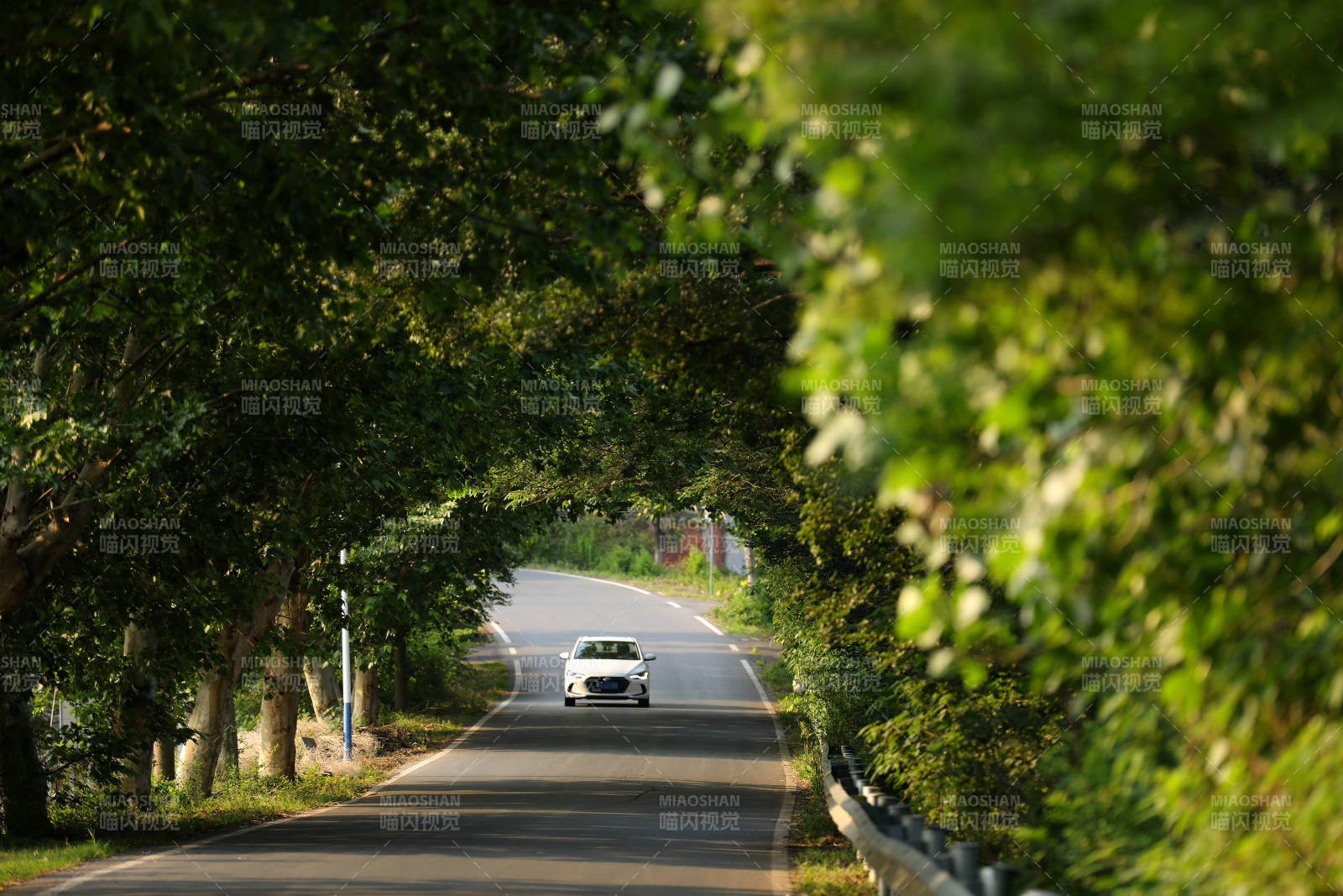 林蔭道上的白色汽車