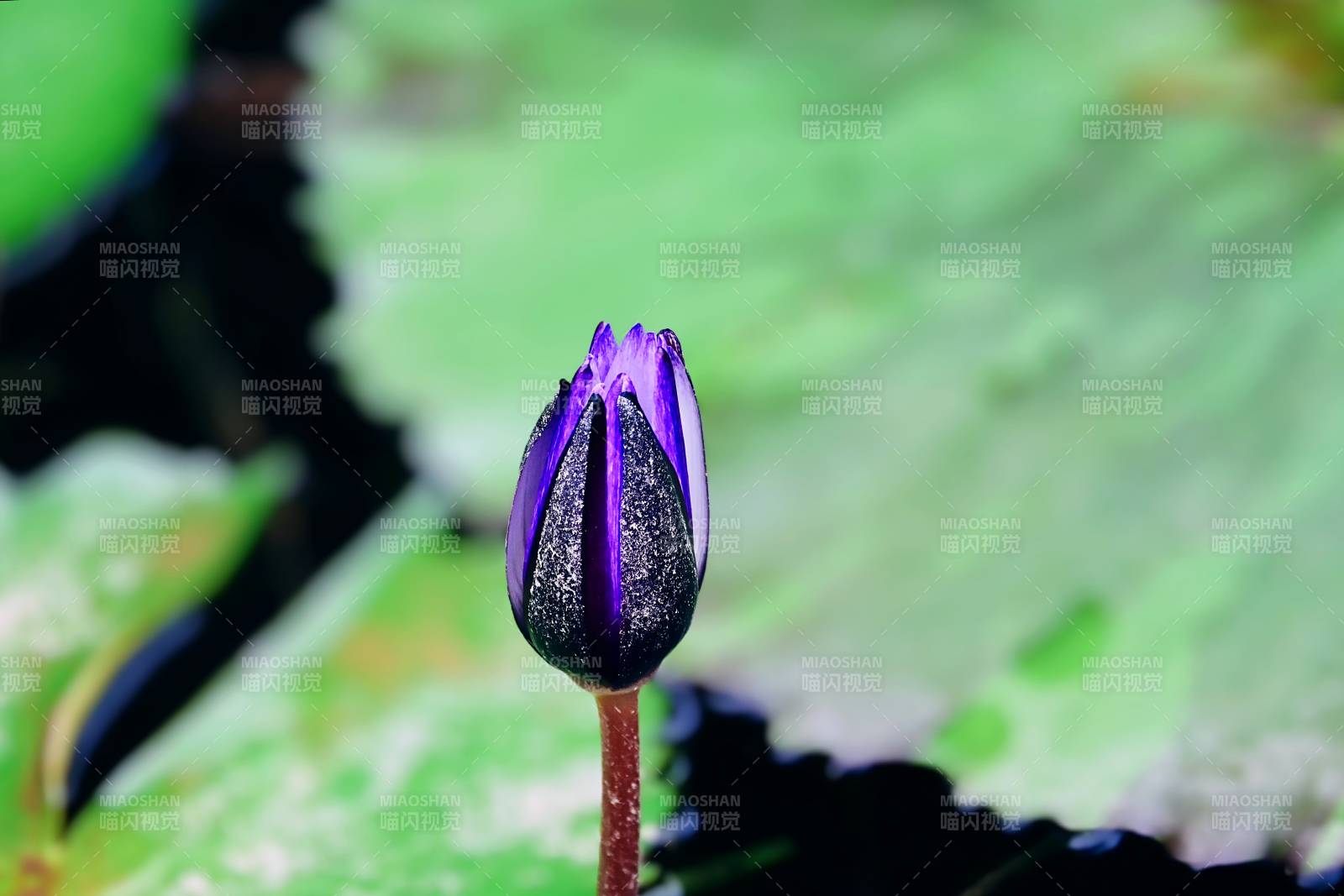 紫蓮花蕾初綻