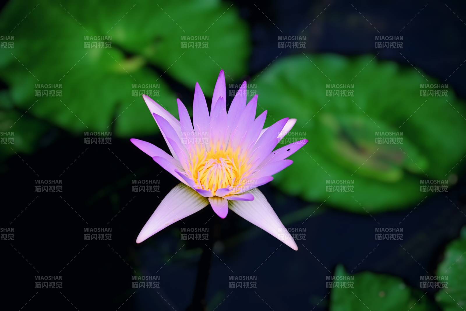 紫蓮花