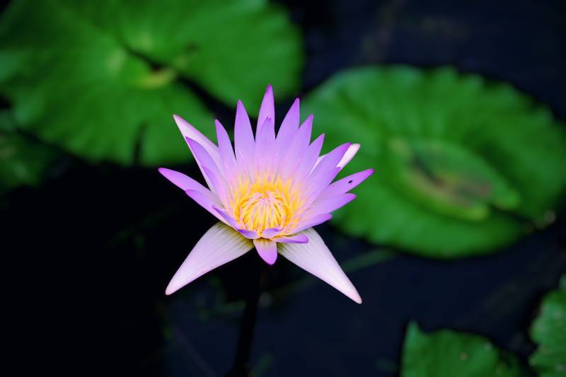 紫蓮花