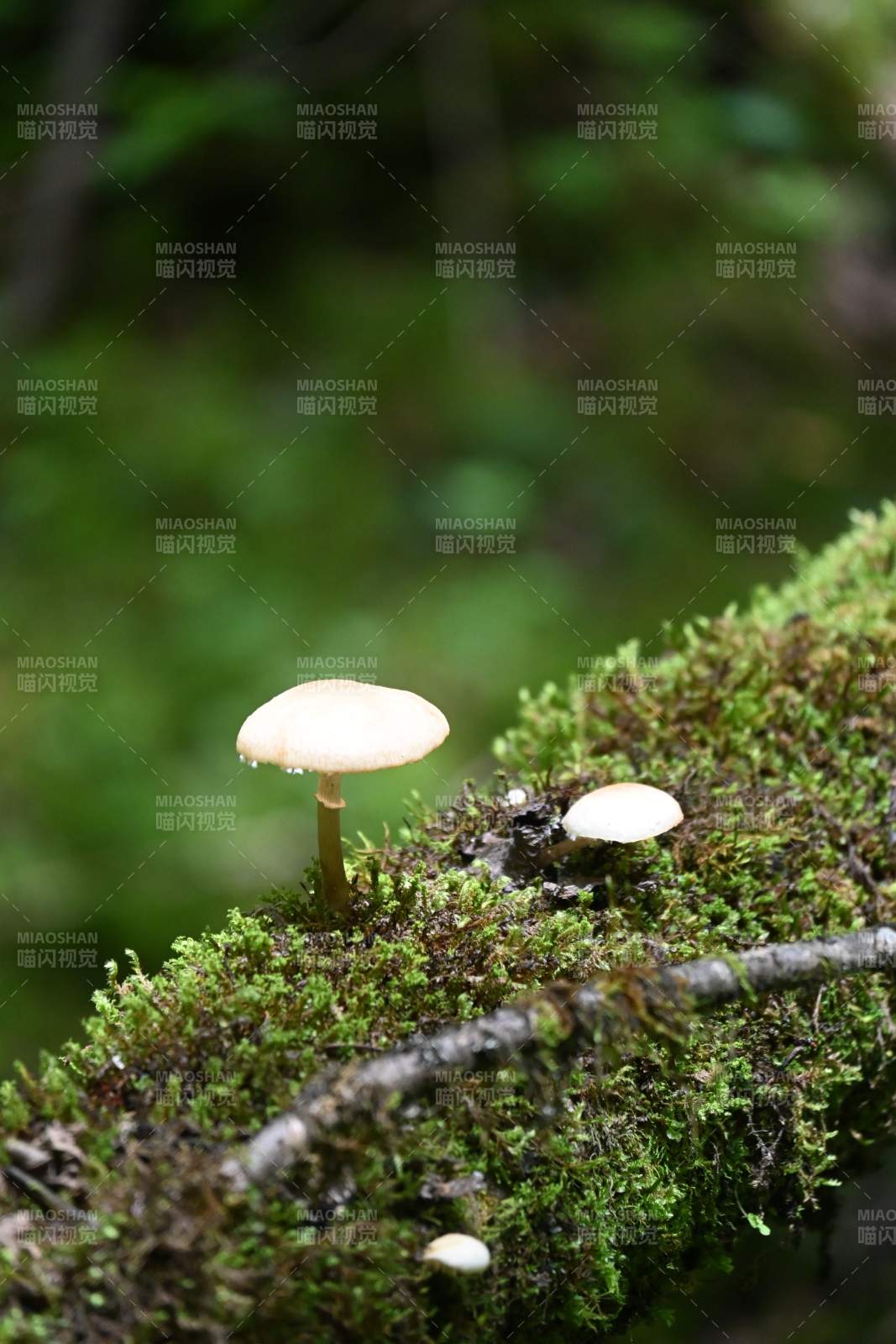 森林中的蘑菇