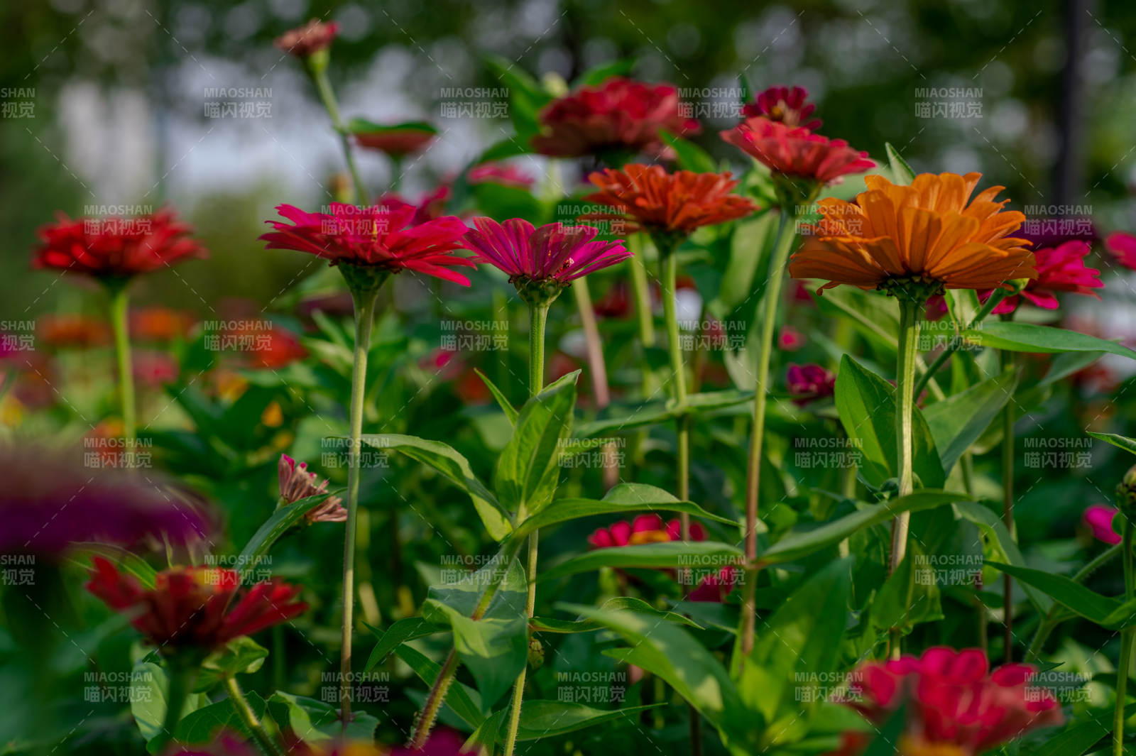 花海綻放
