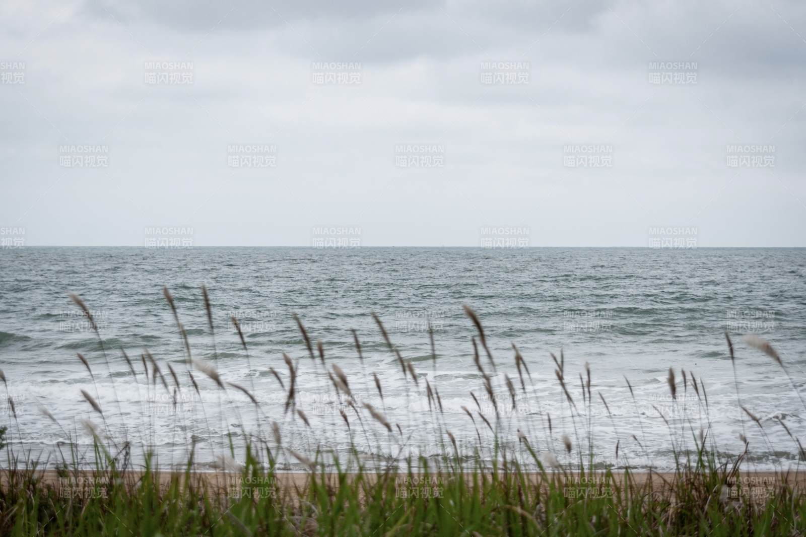 海邊草叢與海浪相映