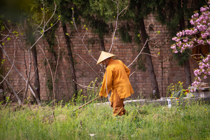 僧人園中勞作 春意盎然