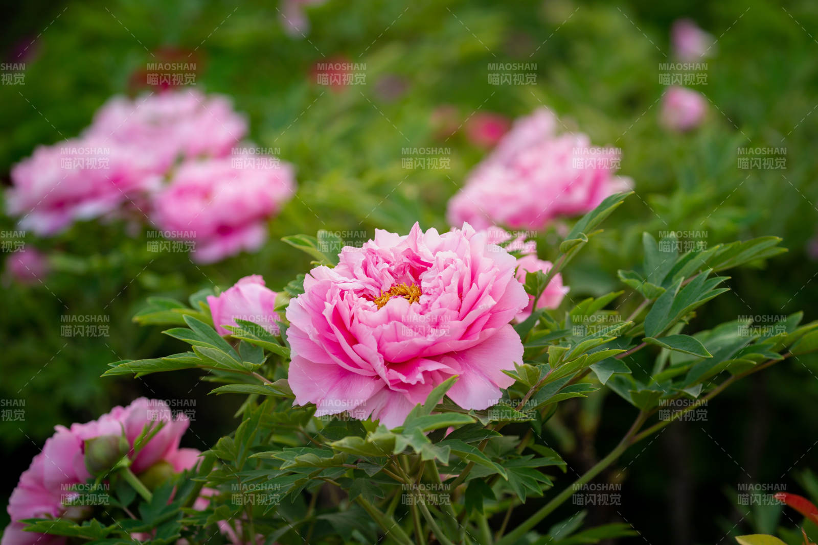 粉色牡丹花盛開(kāi)